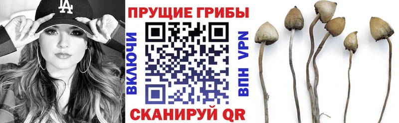 продажа наркотиков  Шилка  Галлюциногенные грибы Psilocybe 